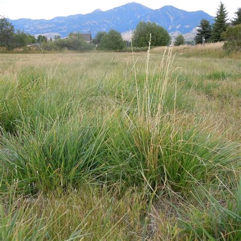 How To Get Rid Of Tall Fescue Clumps In 3 Simple Steps