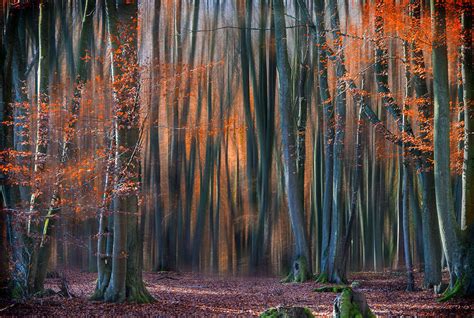 Enchanted Forest Photograph By Em Photographies