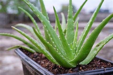 How To Grow Aloe Vera Plant At Home A Quick Simple Guide