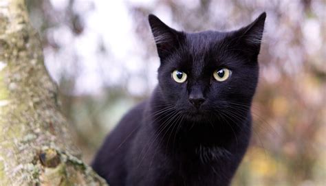 Maybe you would like to learn more about one of these? Journée mondiale du chat noir : rendons-leur leur noblesse ...