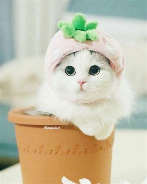 Hình Ảnh Mèo Cute NgẦu Dễ Thương NghiỆn ĐẤy ĐỪng NhÌn