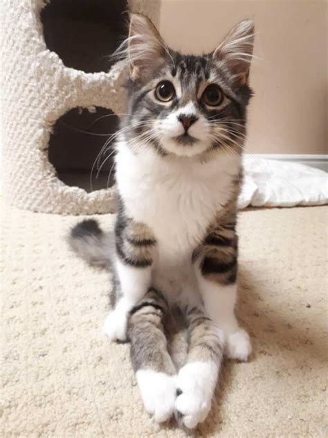 One of the most remarkable traits of the domestic longhair cat is that they are typical cats with long hair. Cat for Adoption, Female Domestic Short-Hair (Sena) from ...