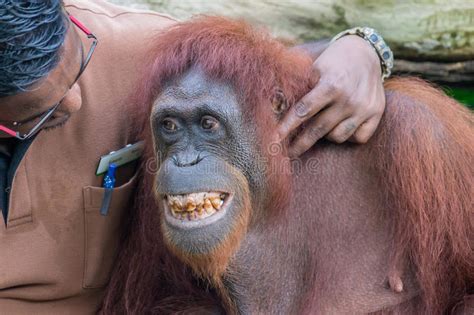 Cute Baby Orangutan Smiling Janainataba
