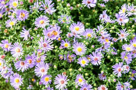 How To Grow And Care For Asters