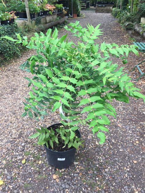 Mahonia Charity 10ltr Bunkers Hill Plant Nursery