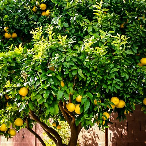 Top 93 Background Images Lemon Tree Citrus Pests And Diseases Pictures