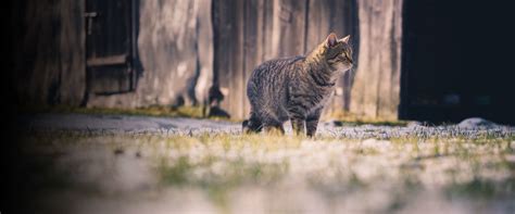 Lost Found And Feral Cats Help And Advice Cats Protection