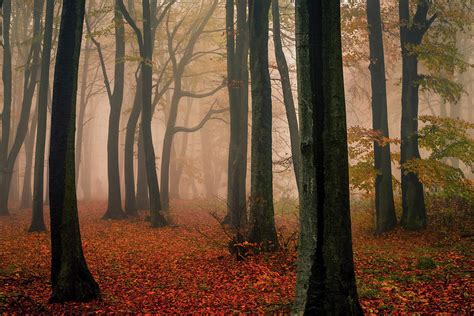 Misty Autumn Forest Photograph By Evgeni Dinev Fine Art America