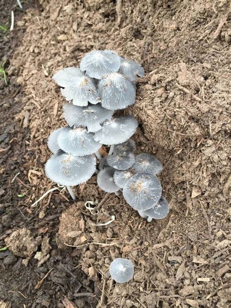 Are Grey Mushrooms Poisonous