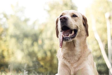 Happy Smiling Labrador Dog Outdoors Stock Image Image Of Colored
