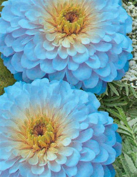 Natural Zinnia Haageana Blue Flower Seeds Organic Ukraine Etsy