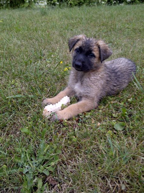 German Shepherd Puppies For Sale European German Shepherd Puppies For