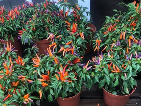 Hours may change under current circumstances Fruit, Vegetable & Flower Market New Jersey | Red Top Farm ...