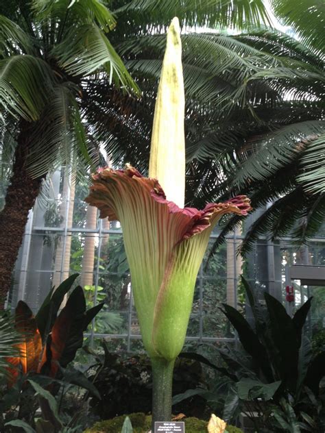 Carrion flowers or stinking flowers: Rare Corpse Flower to bloom for first time in SA | Mount ...