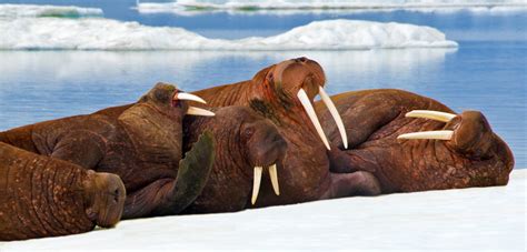 Indigenous Cooperation A Model For Walrus Conservation Hakai Magazine