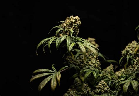 The Definitive Guide To Top 10 Strongest Cannabis Autoflowering Strains