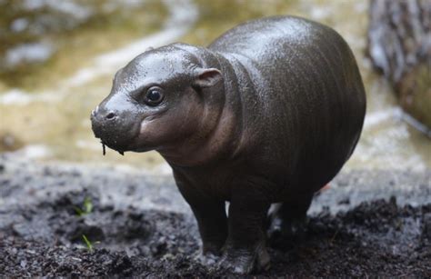 Melbourne Zoos Baby Pygmy Hippo Goes For His First Swim And Its