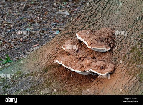 Artists Fungus Ganoderma Applanatum At Base Of Beech Tree Note Brown