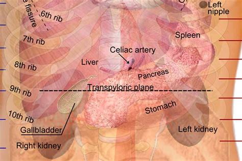 Organs In The Left Side Of The Abdomen Human Body Organs Body Organs