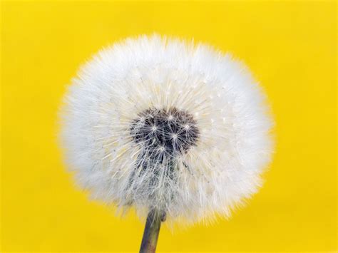 Withered Dandelion Yellow Background Copyright Free Photo By M
