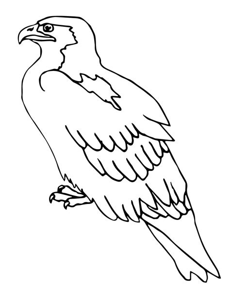 Peregrine Falcon Coloring Page At Free Printable