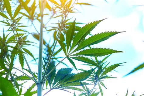 What Light Is Best For Growing Cannabis? - Organic Daily Post