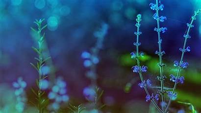 Themes Desktop Theme Backgrounds Background Spring Flowers