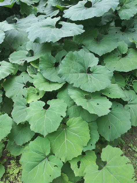 Petasites Japonicus Aka Fuki Giant Butterbur Etsy Plant Leaves