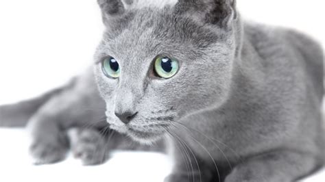 27 Russian Blue Cat Furry Kittens