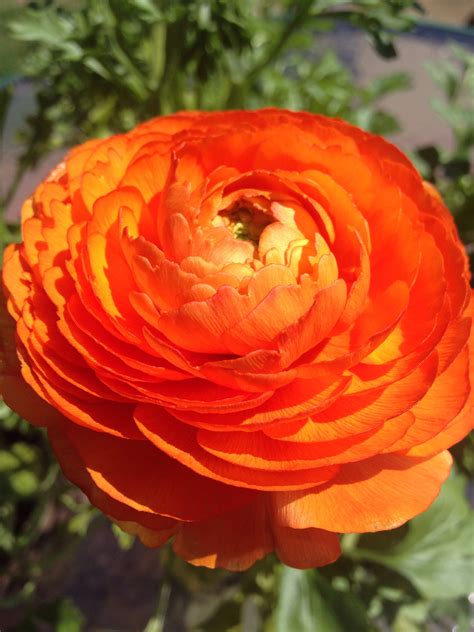 Orange Ranunculus Vibrant Flower Most Beautiful Flowers Ranunculus