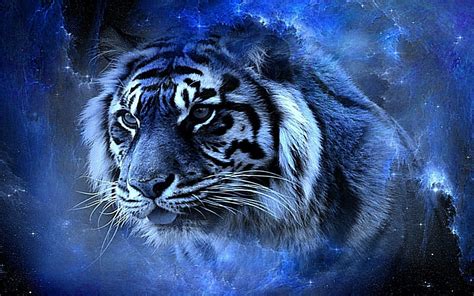 Free Tiger Wallpapers Top Free Free Tiger Backgrounds Wallpaperaccess