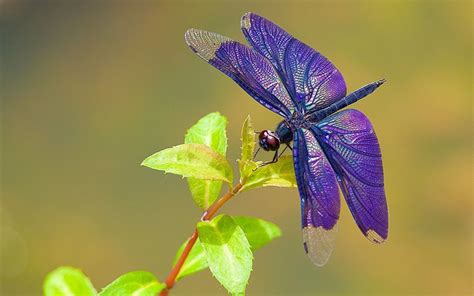 Purple Dragonfly Wallpapers Top Free Purple Dragonfly Backgrounds