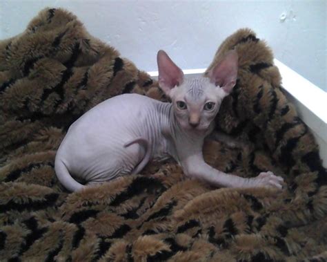 Sphynx Cats For Sale Roberts Il Petzlover