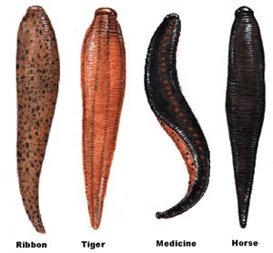 Annelids - Muscular Phylum
