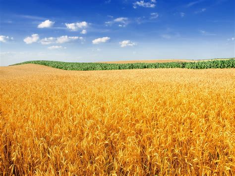 Hd Wallpaper 4k Farm Landscape Crop Wheat Field Agriculture Sky
