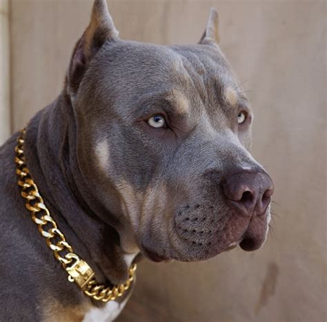 Gold Miami Cuban Dog Chain Bullies And Co