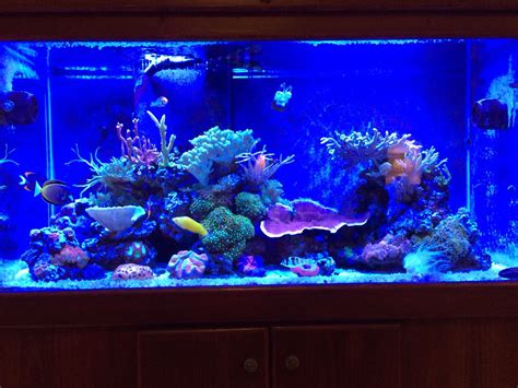 90 Gallon Reef Tank Reef Tank Saltwater Tank Fish Tank