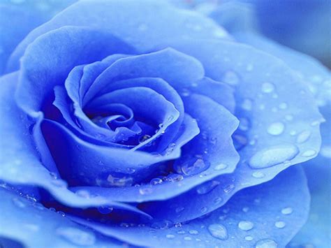 Pin By Sarah Fremont On Random Stuff Blue Roses Wallpaper Blue Roses