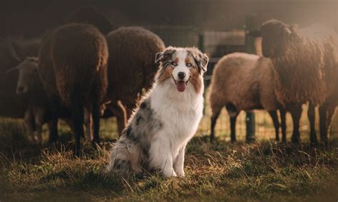 Australian Shepherd Characteristics Care And Photos Bechewy