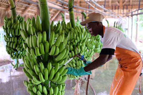 How We Harvest Organic Bananas