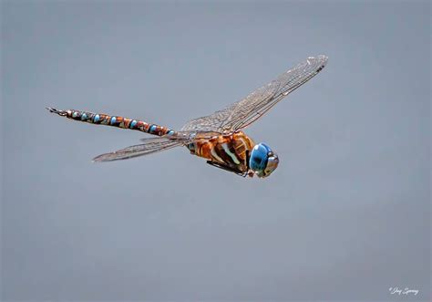 Blue Eyed Darner Dragonfly Photographed By Jay Spring Fotografia Macro