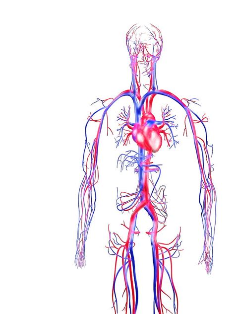 Circulatory System Body
