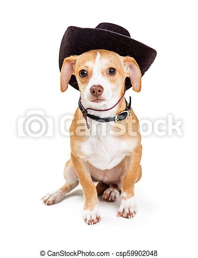 Little Dog Wearing Cowboy Hat Cute Mixed Small Breed Dog Wearing Brown