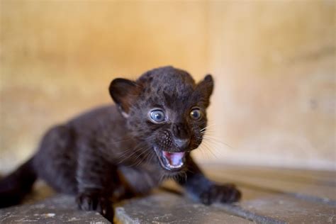 Italian Zoo Celebrates The Birth Of Black Panther Cub — Il Globo
