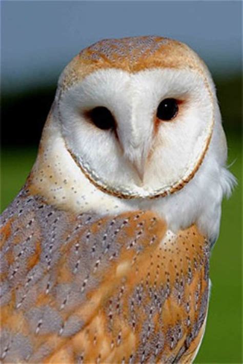 10 Facts About British Owls Fact File