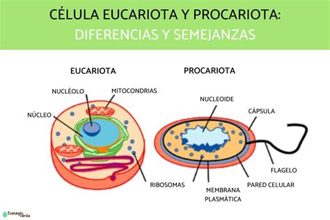 Diferencia Entre Célula Eucariota Y Procariota Esquemas Y Resumen