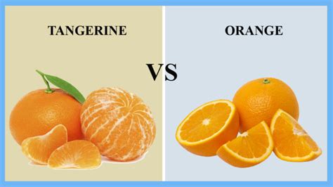 Difference Between Tangerine And Mandarin And Clementine Accessoriesgar