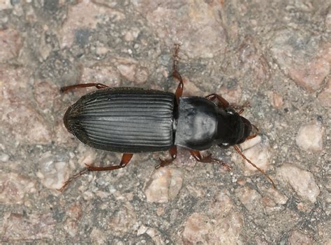 Identify And Control Ground Beetles