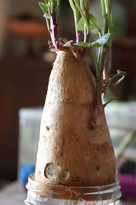 They are a warm weather vegetable that takes about 90 days to mature. Growing Sweet Potatoes as a Houseplant - 5 orange potatoes ...