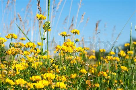 Yellow Flowers In Summer Growing In A Meadow Stock Photo Colourbox
